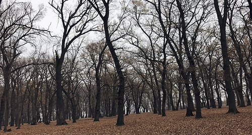 Лес долины реки Самур. Фото Патимат Махмудовой для "Кавказского узла"