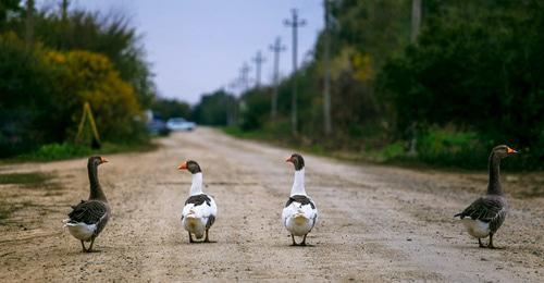 Гуси. Фото: Денис Яковлев / Югополис