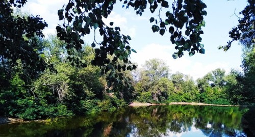 Деревья в Волго-Ахтубинской пойме. Фото: Елена Ковалева.