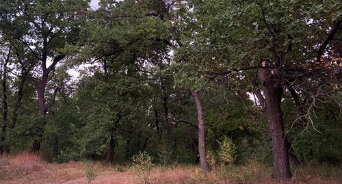 Дубы в Волго-Ахтубинской пойме. Фото Татьяны Филимоновой для "Кавказского узла"