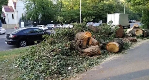 Вырубка деревьев в Ростове-на-Дону, фото: pravdarostov.com