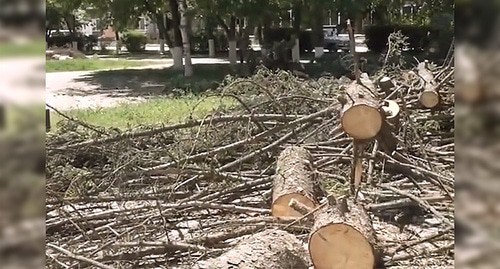 Спиленные деревья в Нальчике. Кадр из видео https://www.instagram.com/p/C7Ygw6vth3a/ (деятельность компании Meta (владеет Facebook, Instagram и WhatsApp) запрещена в России)